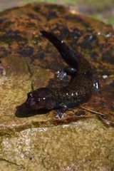 Desmognathus kanawha