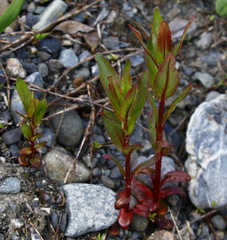Epilobium glandulosum