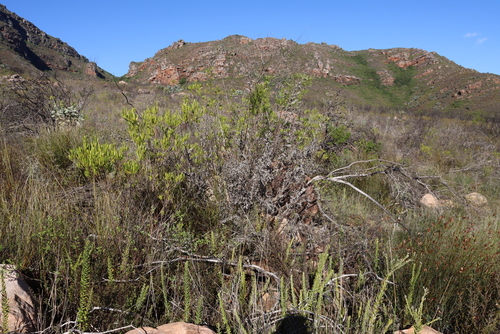 Tough Capethistle (Berkheya viscosa)