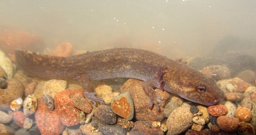 Cope's Giant Salamander