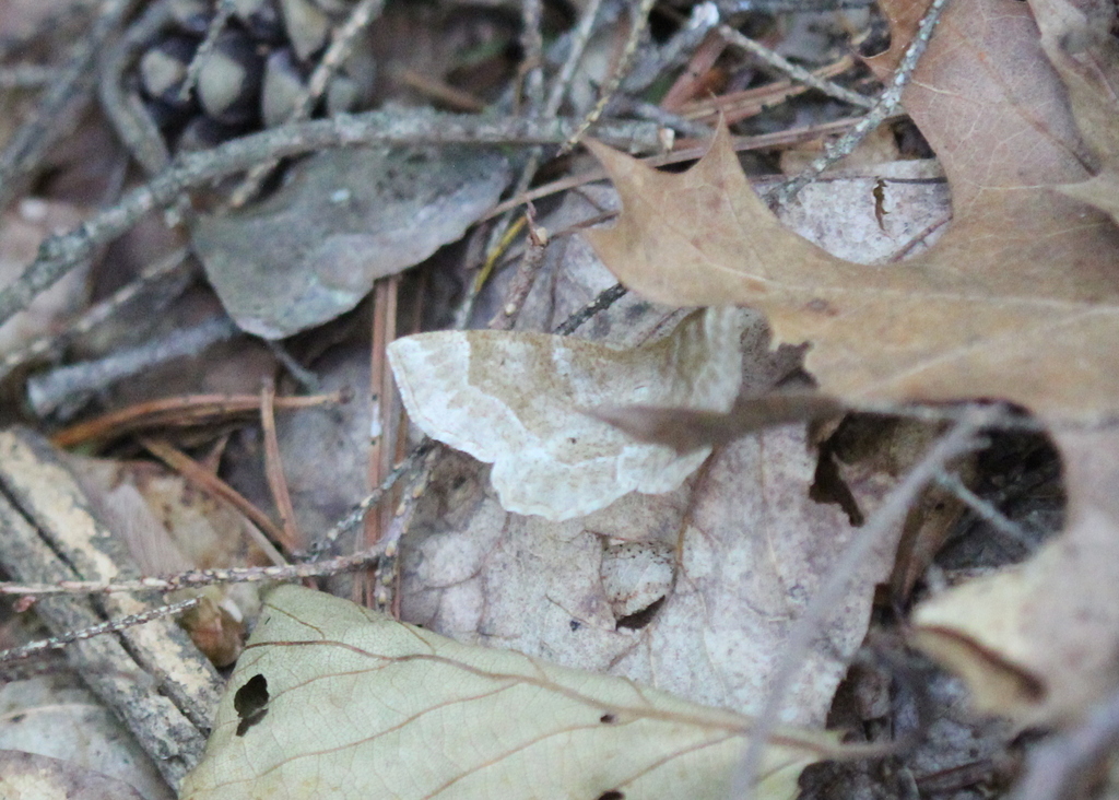 Pale Metarranthis Moth