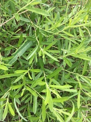 Salix humilis tristis