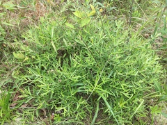 Salix humilis tristis