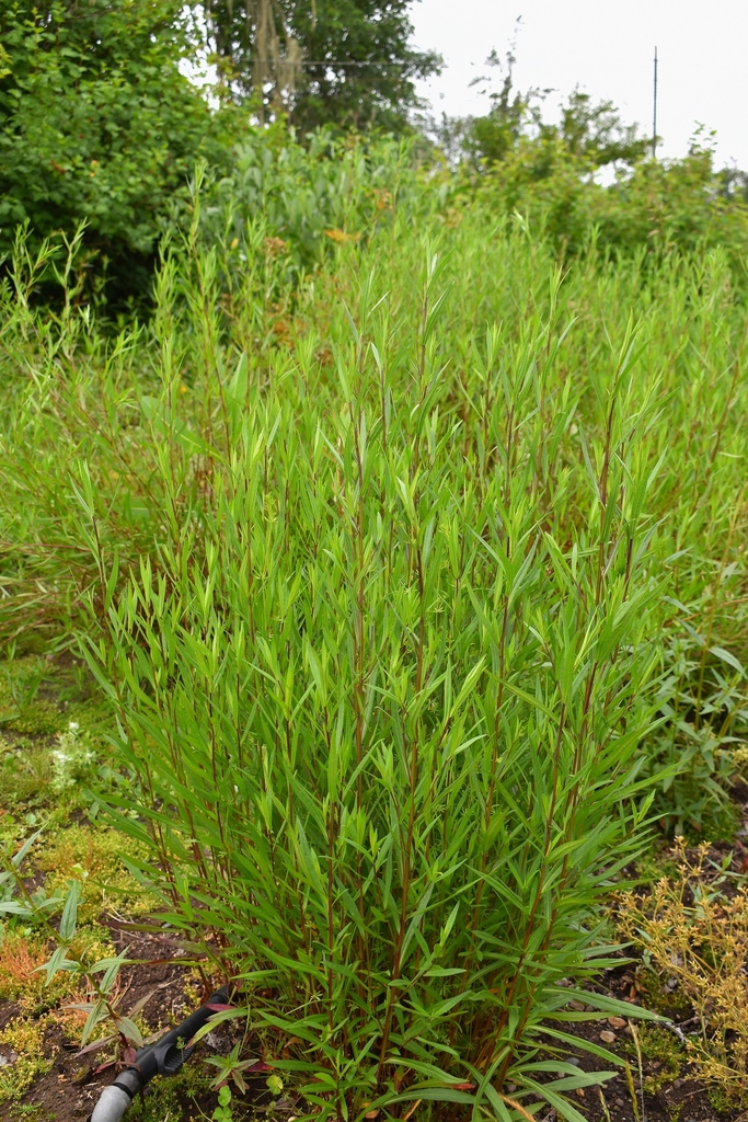 Douglas' Aster from FBP Native Plant Nursery Lane County, OR, USA on ...