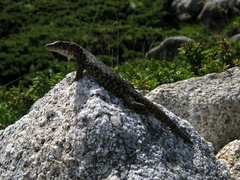 Archaeolacerta bedriagae