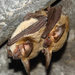 Big-eared Brown Bats - Photo (c) ruben barquez, some rights reserved (CC BY-NC), uploaded by ruben barquez
