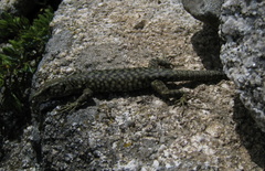 Archaeolacerta bedriagae