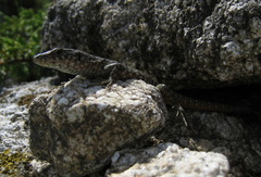 Archaeolacerta bedriagae