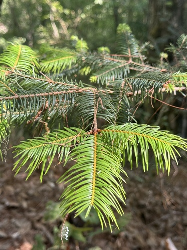 Abies neodurangensis