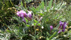 Astragalus subuliformis