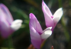 Astragalus subuliformis