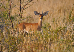 Raphicerus campestris steinhardti