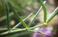 Astragalus subuliformis