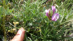 Astragalus subuliformis