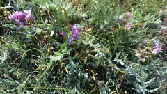 Astragalus subuliformis