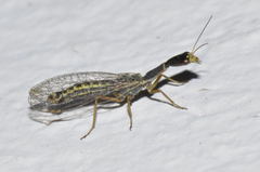 Xanthostigma corsica