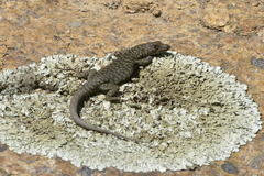 Archaeolacerta bedriagae