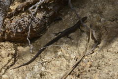 Algyroides fitzingeri