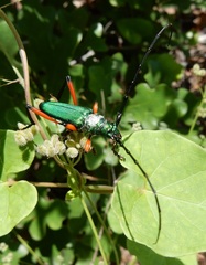 Plinthocoelium suaveolens