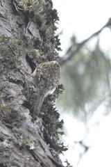 Certhia familiaris corsa