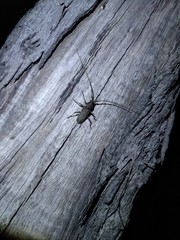 Stromatium longicorne