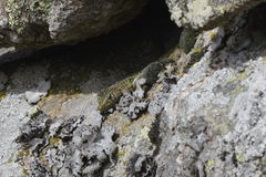 Archaeolacerta bedriagae