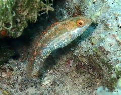 Sparisoma radians