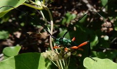 Plinthocoelium suaveolens