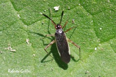 Garganus gracilentus