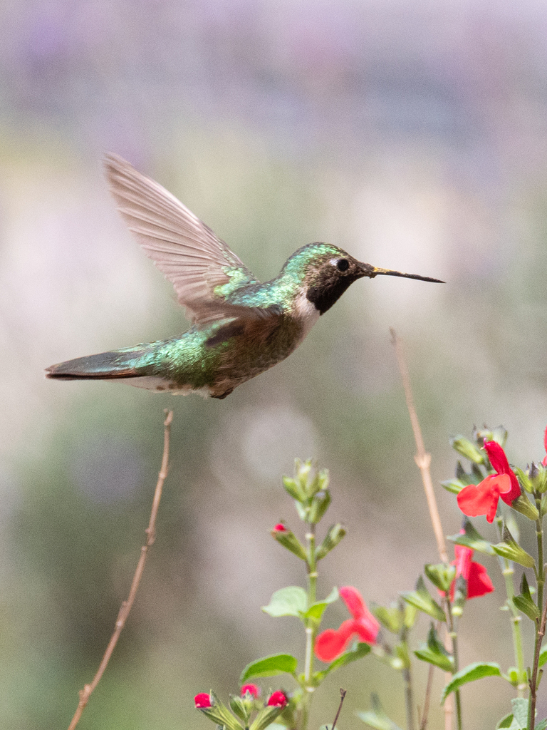 June Hummingbird Broad-tailed Hummingbird from Lerma, Méx., México on June 10, 2024 at ...
