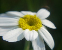 Anthemis ruthenica