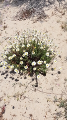 Anthemis maritima
