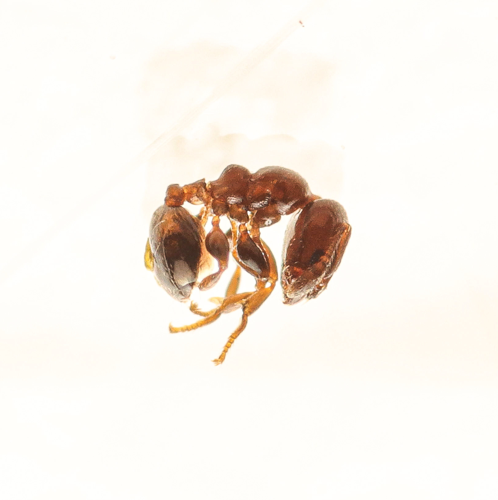 Xenomyrmex