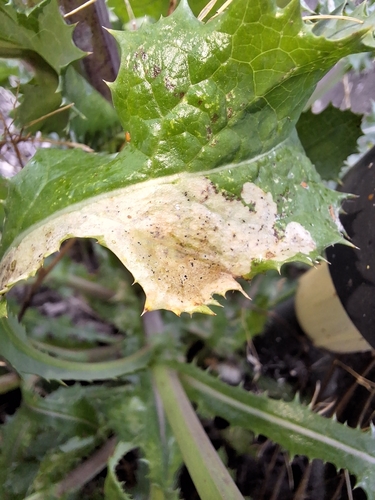 Calycomyza sonchi