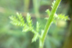 Anthemis ruthenica