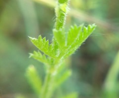 Anthemis ruthenica