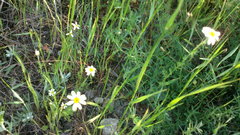Anthemis ruthenica