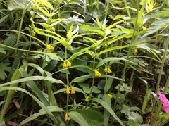 Melampyrum sylvaticum