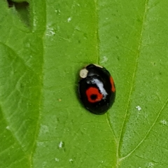 Harmonia axyridis