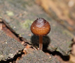 Mycena nargan