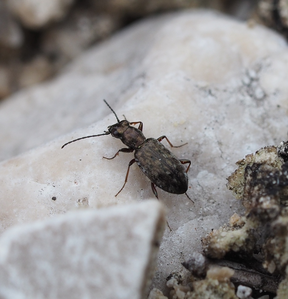 Asaphidion caraboides