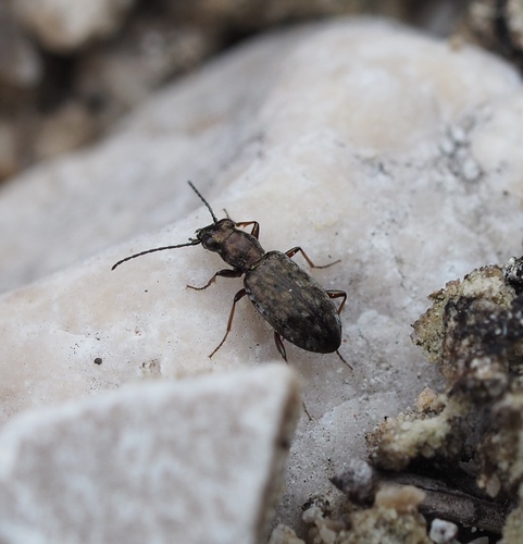 Asaphidion caraboides