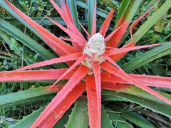 Bromelia balansae