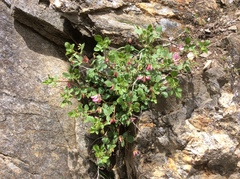 Ononis rotundifolia