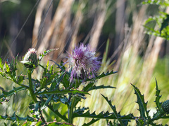 Cirsium repandum