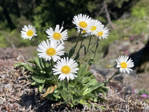 Cascade fleabane (Erigeron cascadensis)
