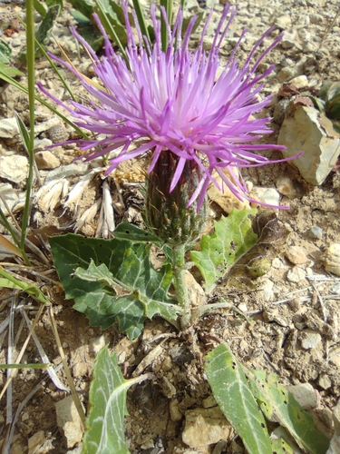 Klasea pinnatifida, photograph 6