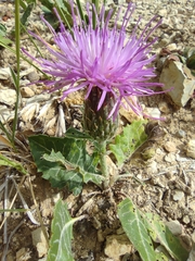 Klasea pinnatifida, photograph (c) Santiago Martín-Bravo, some rights reserved (CC BY)