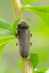 Perothops