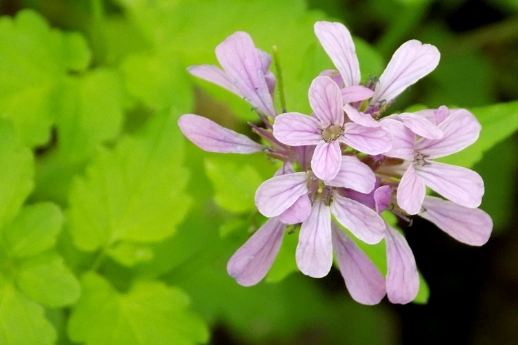 Cardamine chelidonia